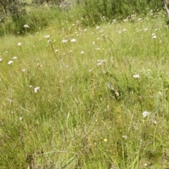 Burchardia umbellata at Kambah, ACT - 30 Oct 2021