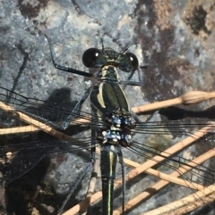 Austroargiolestes icteromelas (Common Flatwing) at Bungonia, NSW - 31 Oct 2021 by Ned_Johnston