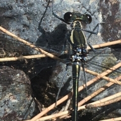 Austroargiolestes icteromelas at Bungonia, NSW - 31 Oct 2021