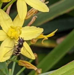 Simosyrphus grandicornis (Common hover fly) at Watson, ACT - 31 Oct 2021 by abread111