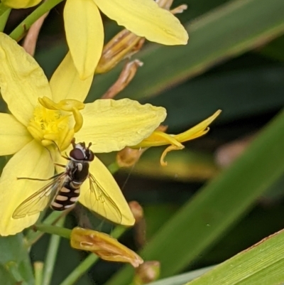 Simosyrphus grandicornis (Common hover fly) at Watson, ACT - 1 Nov 2021 by abread111