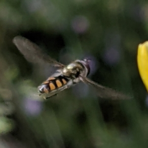 Simosyrphus grandicornis at Watson, ACT - 1 Nov 2021 10:06 AM