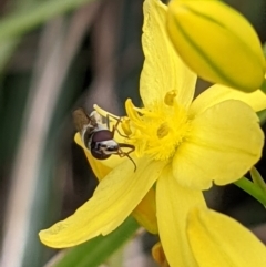 Simosyrphus grandicornis at Watson, ACT - 1 Nov 2021 10:06 AM