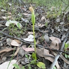 Pterostylis sp. (A Greenhood) at Jerrabomberra, NSW - 31 Oct 2021 by SteveBorkowskis