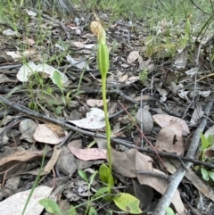 Pterostylis sp. (A Greenhood) at Mount Jerrabomberra - 31 Oct 2021 by Steve_Bok