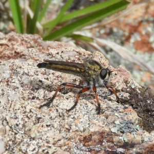 Asiola fasciata at Kambah, ACT - 30 Oct 2021