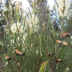 Hakea microcarpa at Greenway, ACT - 30 Oct 2021