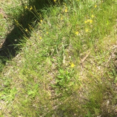 Bulbine bulbosa (Golden Lily, Bulbine Lily) at Aranda, ACT - 27 Oct 2021 by JohnGiacon