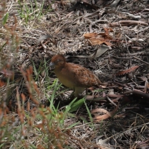 Turnix velox at Acton, ACT - 31 Oct 2021