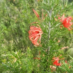 Grevillea juniperina subsp. fortis (Grevillea) at Greenway, ACT - 30 Oct 2021 by MatthewFrawley