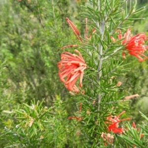 Grevillea juniperina subsp. fortis at Greenway, ACT - 30 Oct 2021 06:22 PM