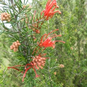 Grevillea juniperina subsp. fortis at Greenway, ACT - 30 Oct 2021 06:22 PM