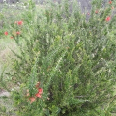 Grevillea juniperina subsp. fortis at Greenway, ACT - 30 Oct 2021 06:22 PM