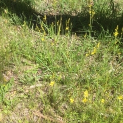 Bulbine bulbosa (Golden Lily, Bulbine Lily) at Aranda, ACT - 27 Oct 2021 by JohnGiacon