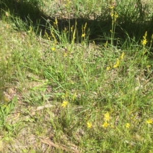 Bulbine bulbosa at Aranda, ACT - 27 Oct 2021