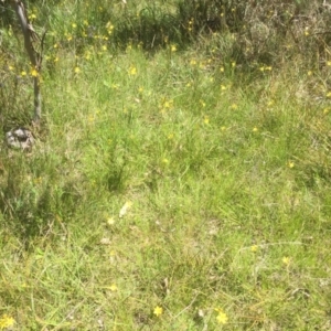 Bulbine bulbosa at Bruce, ACT - 27 Oct 2021 01:55 PM