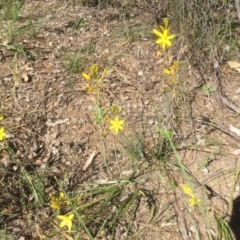 Bulbine bulbosa (Golden Lily) at University of Canberra - 25 Oct 2021 by jgiacon