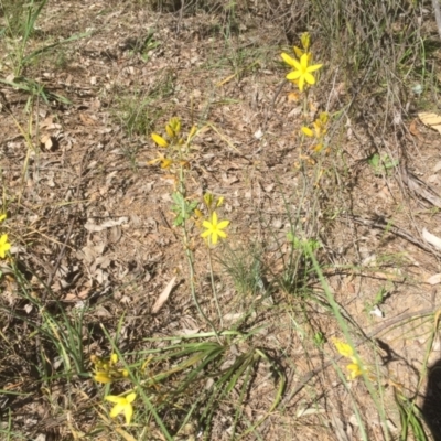 Bulbine bulbosa (Golden Lily) at Bruce, ACT - 25 Oct 2021 by jgiacon