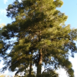 Casuarina cunninghamiana subsp. cunninghamiana at Greenway, ACT - 30 Oct 2021