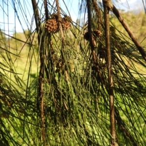 Casuarina cunninghamiana subsp. cunninghamiana at Greenway, ACT - 30 Oct 2021