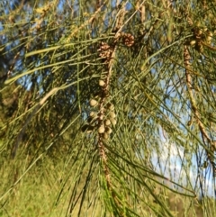 Casuarina cunninghamiana subsp. cunninghamiana at Greenway, ACT - 30 Oct 2021