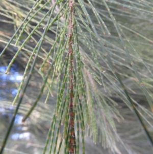 Casuarina cunninghamiana subsp. cunninghamiana at Greenway, ACT - 30 Oct 2021 06:53 PM