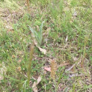 Plantago varia at Bruce, ACT - 19 Oct 2021