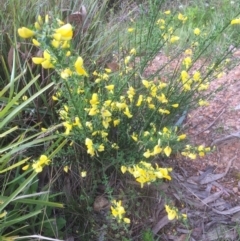 Cytisus scoparius subsp. scoparius (Scotch Broom, Broom, English Broom) at Bruce, ACT - 19 Oct 2021 by jgiacon