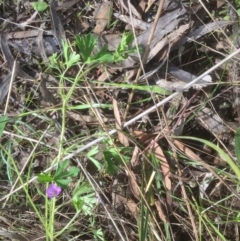 Geranium solanderi (Native Geranium) at Bruce, ACT - 19 Oct 2021 by JohnGiacon