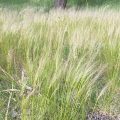 Austrostipa scabra subsp. falcata (Rough Spear-grass) at Flea Bog Flat to Emu Creek Corridor - 18 Oct 2021 by JohnGiacon