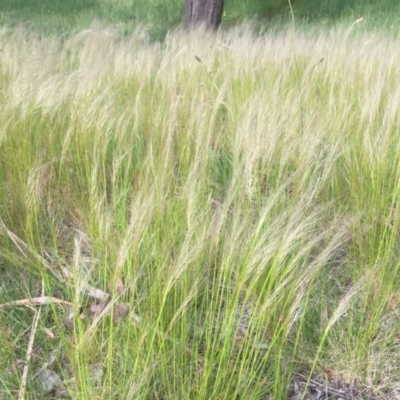 Austrostipa scabra subsp. falcata (Rough Spear-grass) at Belconnen, ACT - 18 Oct 2021 by JohnGiacon
