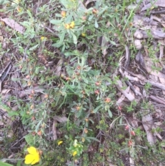 Hibbertia obtusifolia (Grey Guinea-flower) at Bruce, ACT - 18 Oct 2021 by jgiacon