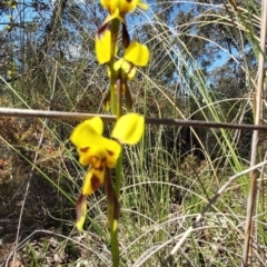 Diuris sulphurea (Tiger orchid) at Carwoola, NSW - 31 Oct 2021 by CatB