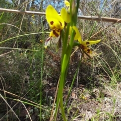 Diuris sulphurea at Carwoola, NSW - 31 Oct 2021