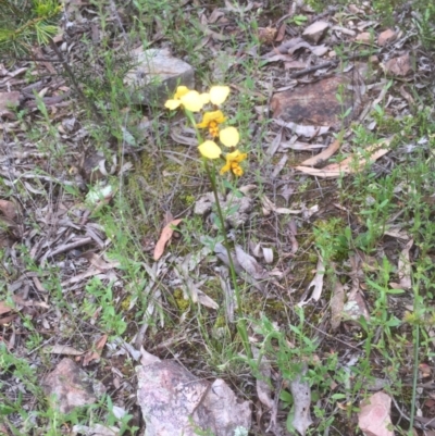 Diuris nigromontana (Black Mountain Leopard Orchid) at Bruce, ACT - 18 Oct 2021 by JohnGiacon