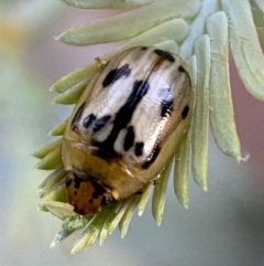 Peltoschema hamadryas (Hamadryas leaf beetle) at Jerrabomberra, NSW - 31 Oct 2021 by SteveBorkowskis