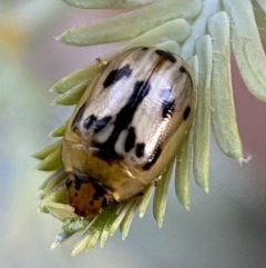 Peltoschema hamadryas (Hamadryas leaf beetle) at Jerrabomberra, NSW - 31 Oct 2021 by Steve_Bok