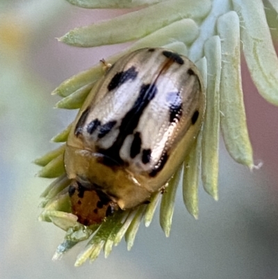 Peltoschema hamadryas (Hamadryas leaf beetle) at Jerrabomberra, NSW - 31 Oct 2021 by SteveBorkowskis