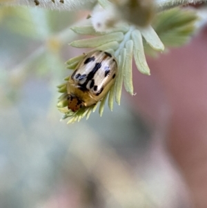 Peltoschema hamadryas at Jerrabomberra, NSW - 31 Oct 2021