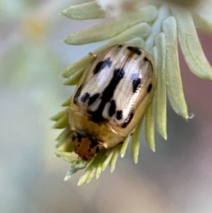 Peltoschema hamadryas at Jerrabomberra, NSW - 31 Oct 2021