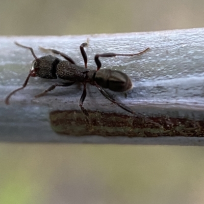Rhytidoponera tasmaniensis at Jerrabomberra, NSW - 31 Oct 2021 by SteveBorkowskis