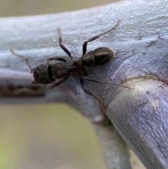 Rhytidoponera tasmaniensis at Jerrabomberra, NSW - 31 Oct 2021 07:19 PM