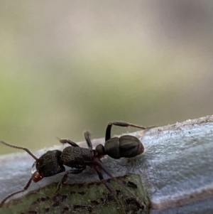 Rhytidoponera tasmaniensis at Jerrabomberra, NSW - 31 Oct 2021