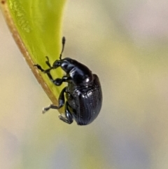 Euops sp. (genus) (A leaf-rolling weevil) at QPRC LGA - 31 Oct 2021 by Steve_Bok