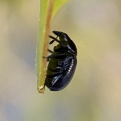 Euops sp. (genus) at Jerrabomberra, NSW - 31 Oct 2021