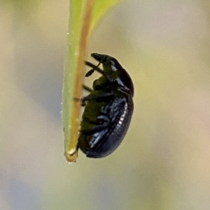 Euops sp. (genus) at Jerrabomberra, NSW - 31 Oct 2021