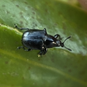 Euops sp. (genus) at Jerrabomberra, NSW - 31 Oct 2021