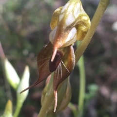 Oligochaetochilus calceolus (Bungonia Rustyhood) at Bungonia, NSW - 31 Oct 2021 by NedJohnston