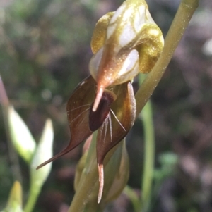 Oligochaetochilus calceolus at Bungonia, NSW - suppressed