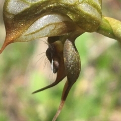 Oligochaetochilus calceolus at Bungonia, NSW - suppressed